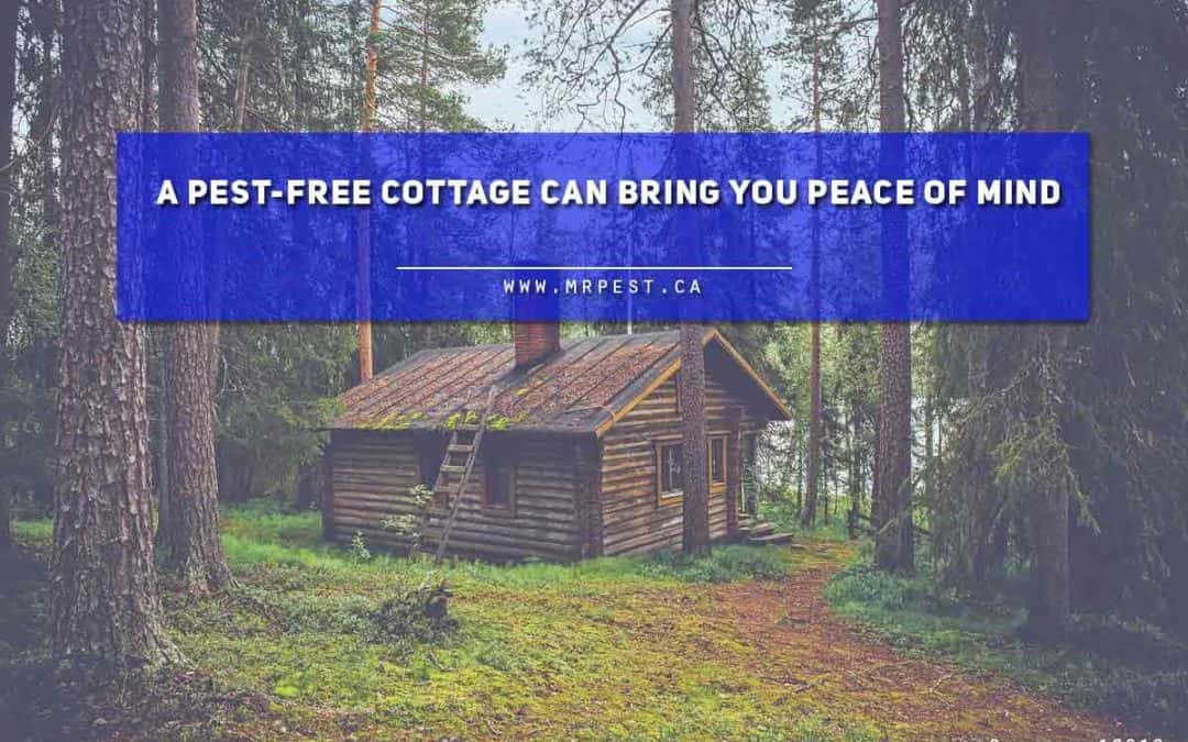 A pest-free cottage can bring you peace of mind