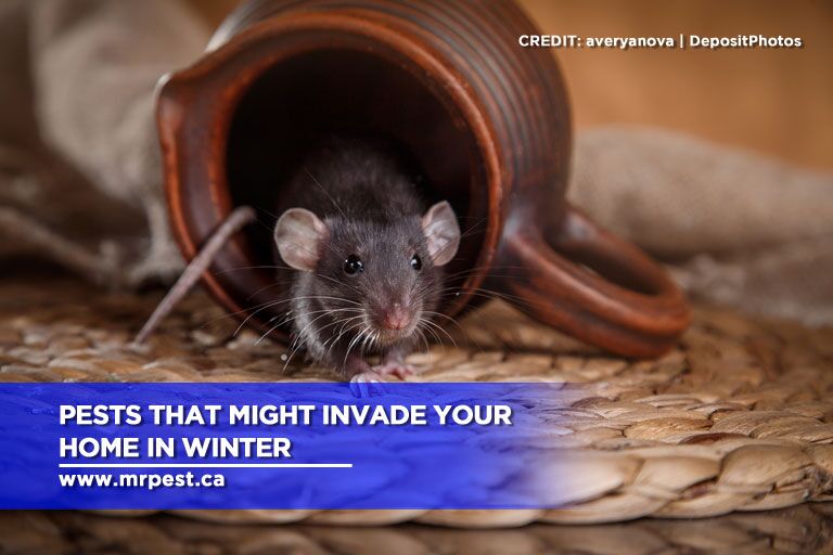 Pests That Might Invade Your Home in Winter