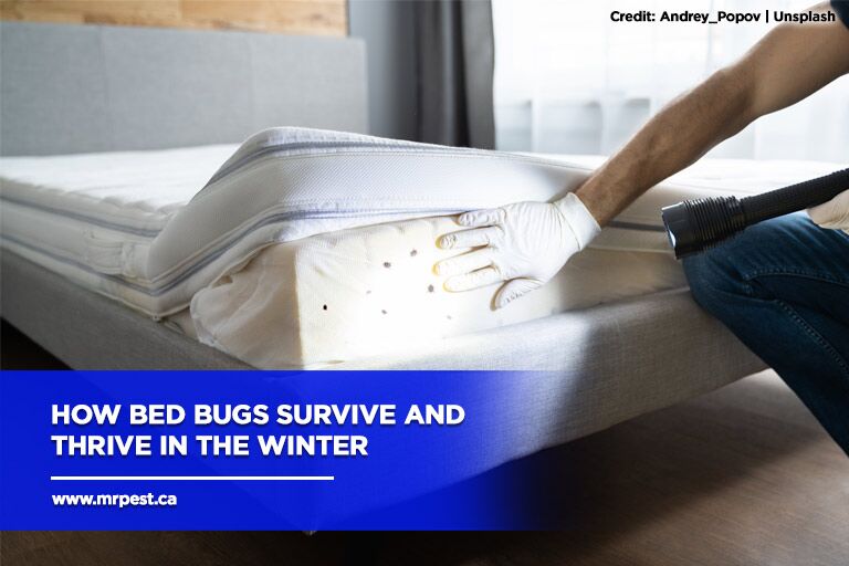 How Bed Bugs Survive and Thrive in the Winter
