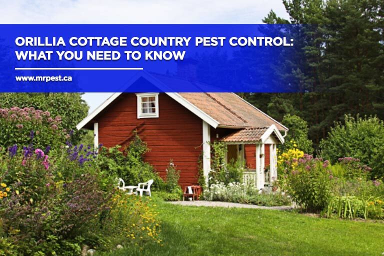 Orillia Cottage Country Pest Control: What You Need to Know