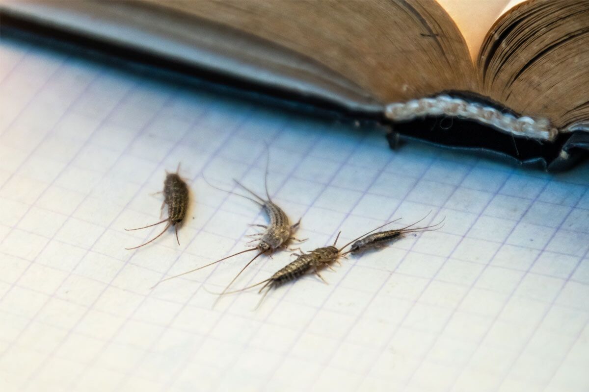 Are-Silverfish-Harmful-Understanding-Silverfish-and-Their-Behaviour